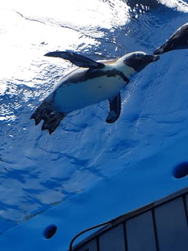 サンシャイン水族館に投稿された画像（2020/9/25）