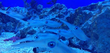 サンシャイン水族館に投稿された画像（2020/9/25）