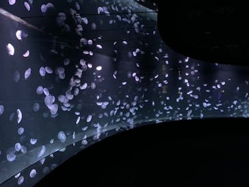 サンシャイン水族館に投稿された画像（2020/9/25）