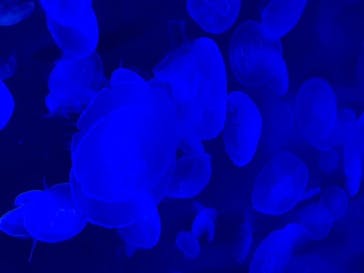 サンシャイン水族館に投稿された画像（2020/9/25）