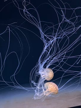 サンシャイン水族館に投稿された画像（2020/9/25）