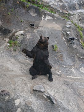 のぼりべつクマ牧場に投稿された画像（2020/9/25）