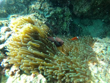 青の洞窟専門店　沖縄ダイビングショップ和に投稿された画像（2020/9/25）