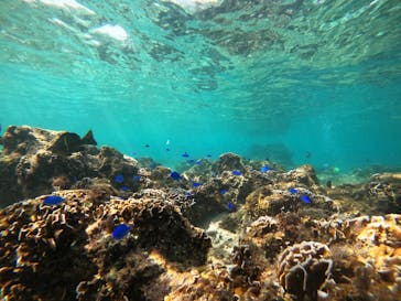 青の洞窟専門店　沖縄ダイビングショップ和に投稿された画像（2020/9/25）