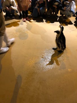 四国水族館に投稿された画像（2020/9/25）