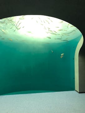 四国水族館に投稿された画像（2020/9/25）