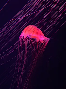 すみだ水族館に投稿された画像（2020/9/25）