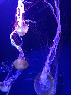 すみだ水族館に投稿された画像（2020/9/25）