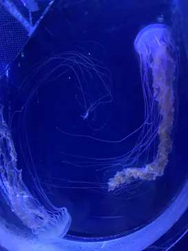 すみだ水族館に投稿された画像（2020/9/25）