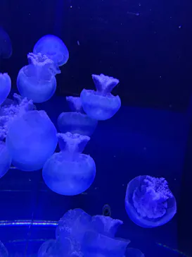 すみだ水族館に投稿された画像（2020/9/25）