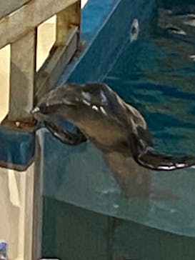 鳥羽水族館に投稿された画像（2020/9/25）