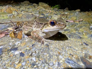 奄美ナイトツアーサービスに投稿された画像（2020/9/26）