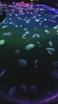 すみだ水族館に投稿された画像（2020/9/26）