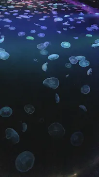 すみだ水族館に投稿された画像（2020/9/26）