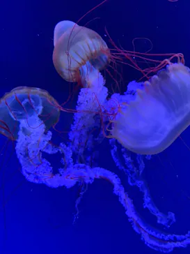 すみだ水族館に投稿された画像（2020/9/26）