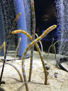 すみだ水族館に投稿された画像（2020/9/26）