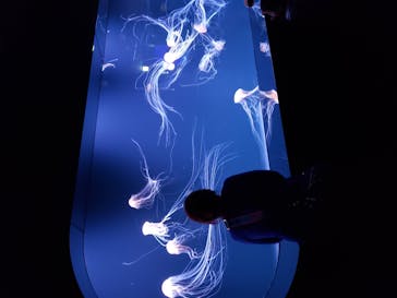 サンシャイン水族館に投稿された画像（2020/9/26）