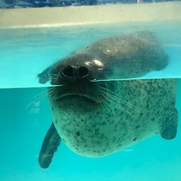 下田海中水族館に投稿された画像（2020/9/26）