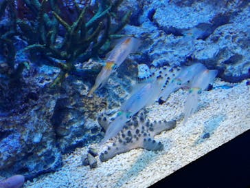 サンシャイン水族館に投稿された画像（2020/9/26）