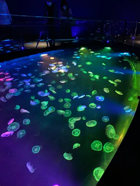 すみだ水族館に投稿された画像（2020/9/26）