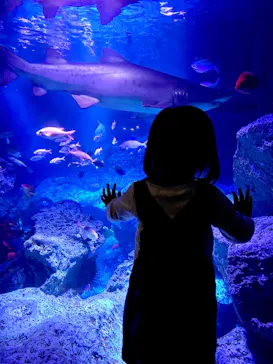 すみだ水族館に投稿された画像（2020/9/26）