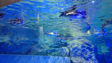 すみだ水族館に投稿された画像（2020/9/26）