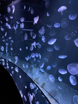 サンシャイン水族館に投稿された画像（2020/9/26）