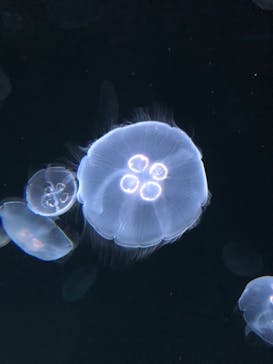 サンシャイン水族館に投稿された画像（2020/9/26）