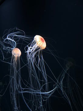 サンシャイン水族館に投稿された画像（2020/9/26）