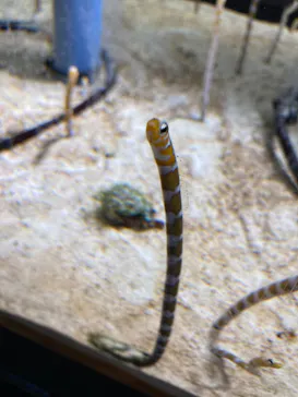 すみだ水族館に投稿された画像（2020/9/26）