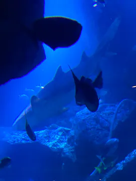 すみだ水族館に投稿された画像（2020/9/26）