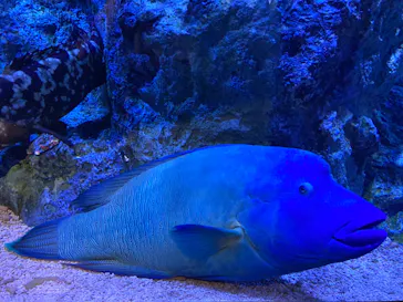 すみだ水族館に投稿された画像（2020/9/26）