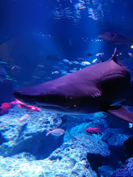 すみだ水族館に投稿された画像（2020/9/26）