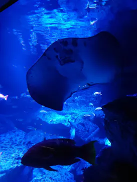 すみだ水族館に投稿された画像（2020/9/26）