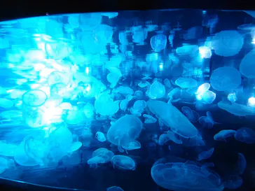 すみだ水族館に投稿された画像（2020/9/26）