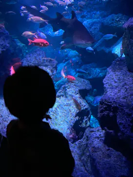 すみだ水族館に投稿された画像（2020/9/26）