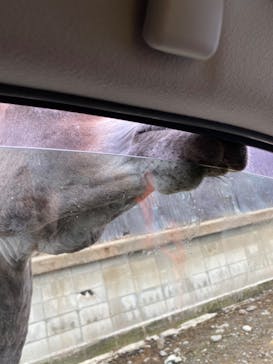 那須サファリパークに投稿された画像（2020/9/26）