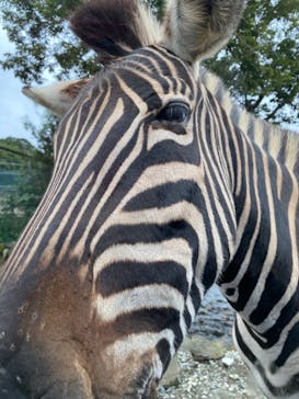 那須サファリパークに投稿された画像（2020/9/26）