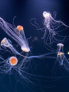 サンシャイン水族館に投稿された画像（2020/9/26）