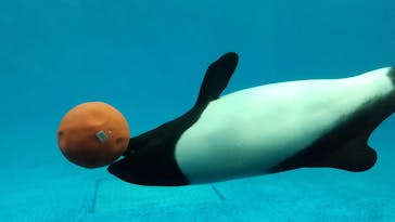鳥羽水族館に投稿された画像（2020/9/26）