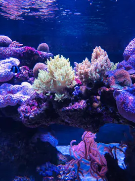 すみだ水族館に投稿された画像（2020/9/26）