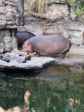 天王寺動物園に投稿された画像（2020/9/26）
