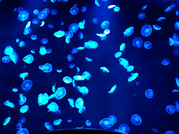 すみだ水族館に投稿された画像（2020/9/26）