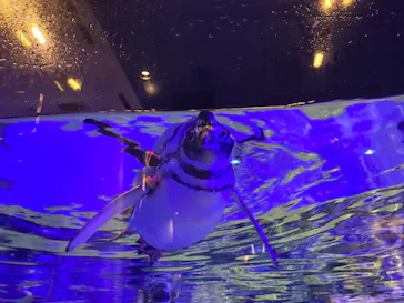 すみだ水族館に投稿された画像（2020/9/26）