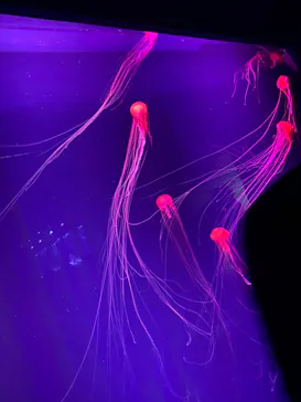 すみだ水族館に投稿された画像（2020/9/26）