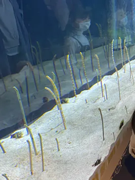 すみだ水族館に投稿された画像（2020/9/26）