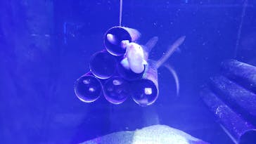 四国水族館に投稿された画像（2020/9/26）