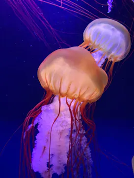 すみだ水族館に投稿された画像（2020/9/26）