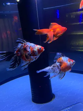 すみだ水族館に投稿された画像（2020/9/26）