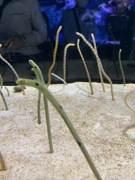 すみだ水族館に投稿された画像（2020/9/26）